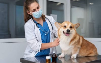 veterinarian-taking-care-pet-dog-1